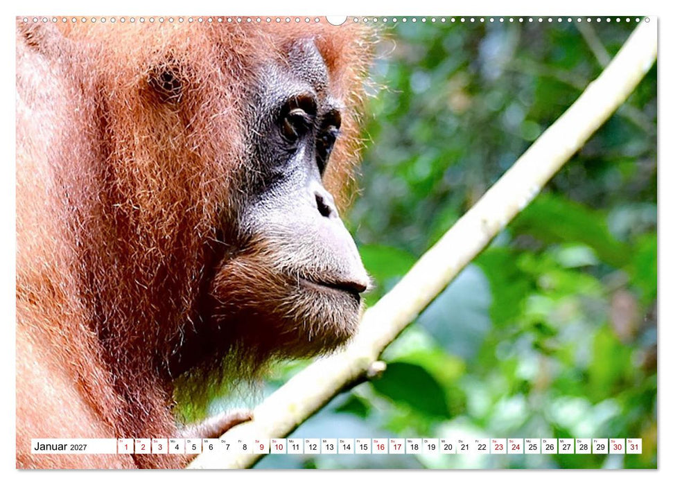 Die letzten freilebenden Orang Utans (CALVENDO Wandkalender 2027)