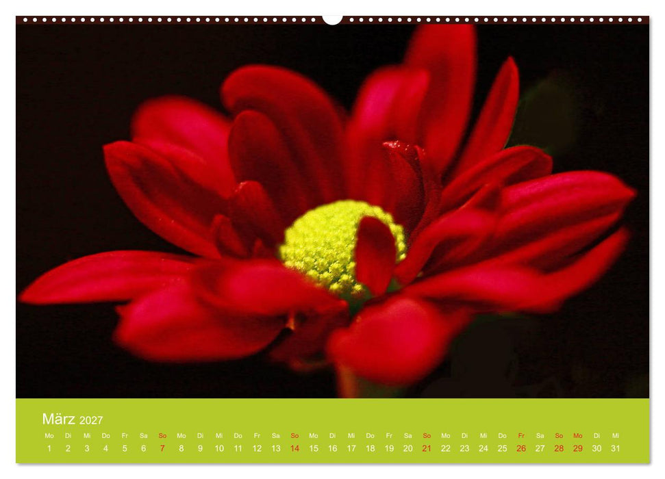 Fantastische Reise in die Welt der Blumen (CALVENDO Wandkalender 2027)