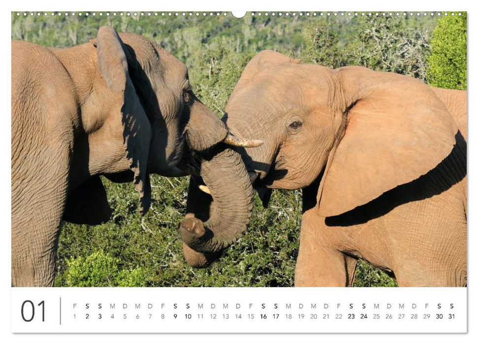 Südafrika Garden Route (CALVENDO Wandkalender 2027)