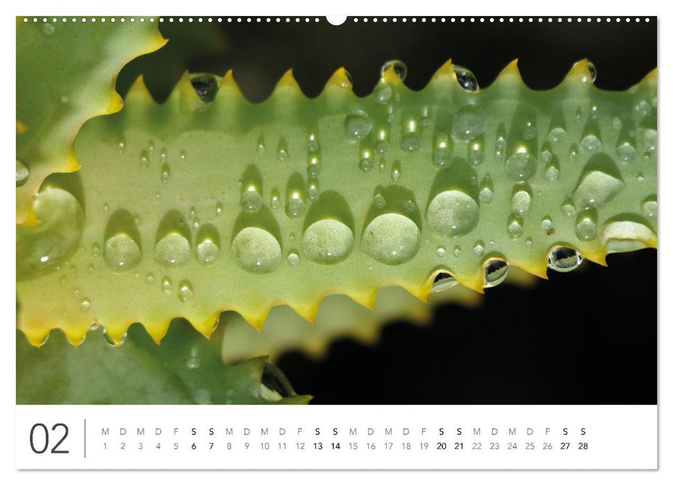 Südafrika Garden Route (CALVENDO Wandkalender 2027)