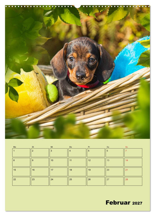 Dackelträume - Ein Familienplaner für das Jahr (CALVENDO Wandkalender 2027)