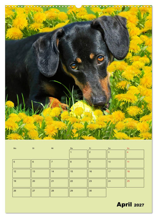 Dackelträume - Ein Familienplaner für das Jahr (CALVENDO Wandkalender 2027)