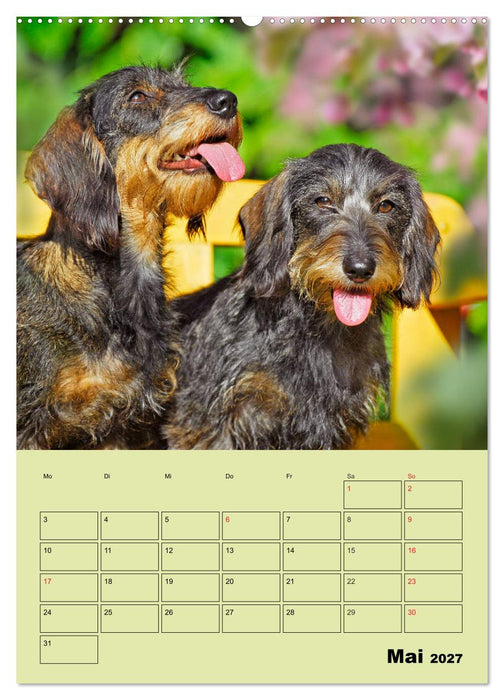 Dackelträume - Ein Familienplaner für das Jahr (CALVENDO Wandkalender 2027)
