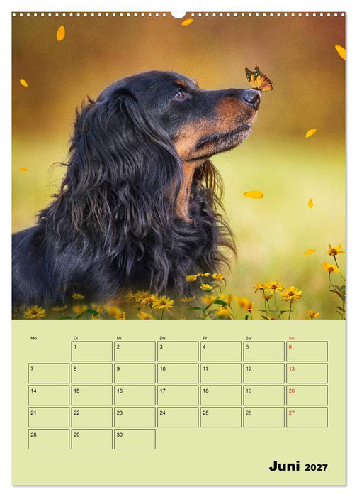 Dackelträume - Ein Familienplaner für das Jahr (CALVENDO Wandkalender 2027)