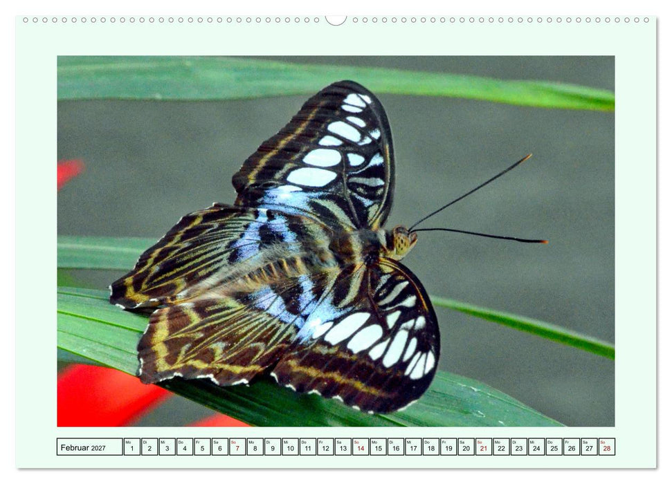 Schmetterlinge - Filigrane Wunderwerke der Natur (CALVENDO Wandkalender 2027)
