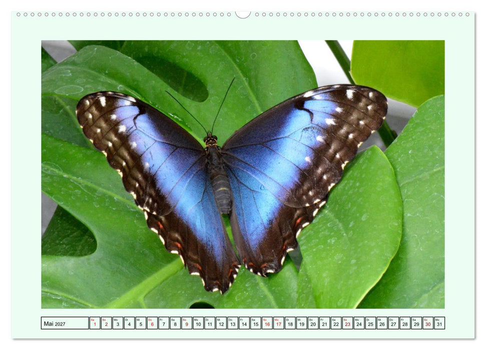 Schmetterlinge - Filigrane Wunderwerke der Natur (CALVENDO Wandkalender 2027)