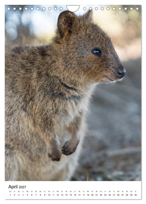 Australien - Hilfe für die einzigartige Tierwelt (CALVENDO Wandkalender 2027)