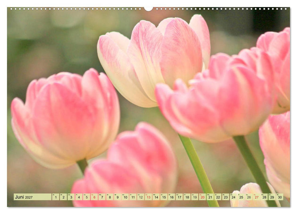 Tulpen. Zauberhafte Blütenpracht (CALVENDO Premium Wandkalender 2027)