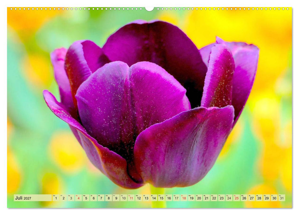 Tulpen. Zauberhafte Blütenpracht (CALVENDO Premium Wandkalender 2027)