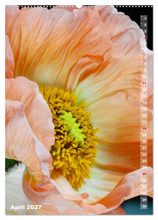 Mohn - Ein Blütentraum (CALVENDO Wandkalender 2027)