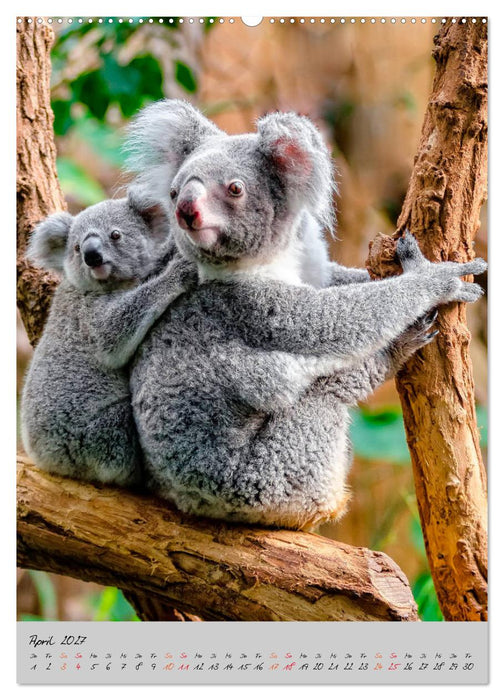 Koala, kleiner Bär (CALVENDO Wandkalender 2027)