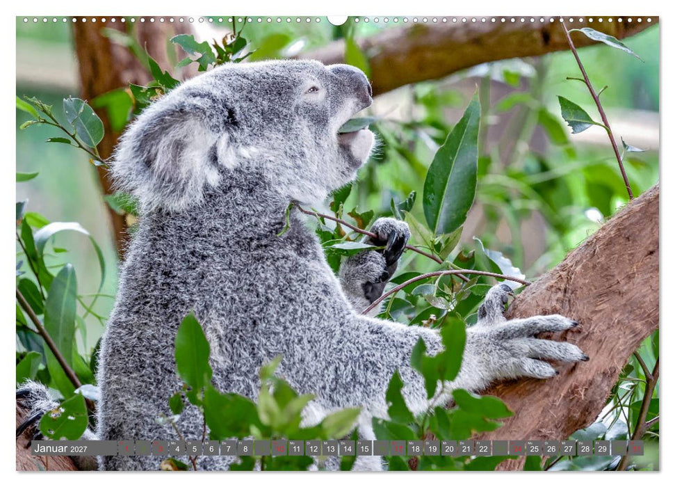Koalas - Kuscheliges Symbol Australiens (CALVENDO Wandkalender 2027)