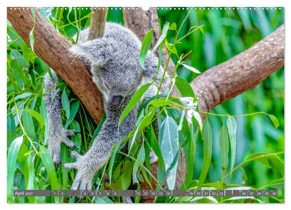 Koalas - Kuscheliges Symbol Australiens (CALVENDO Wandkalender 2027)