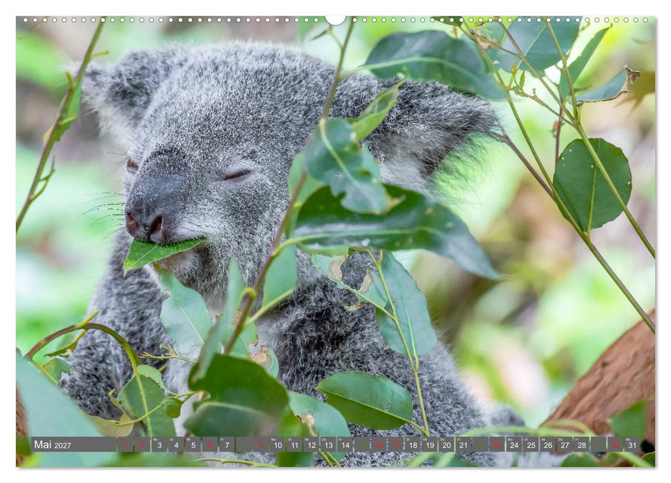 Koalas - Kuscheliges Symbol Australiens (CALVENDO Wandkalender 2027)