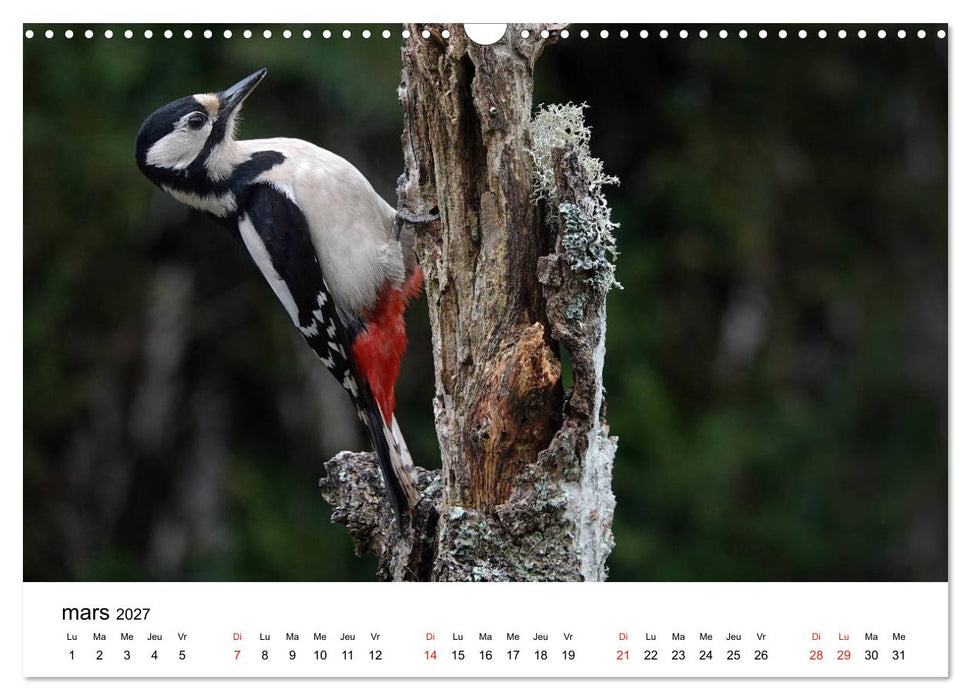Oiseaux de nos villages en Gâtinais (CALVENDO Calendrier mensuel 2027)