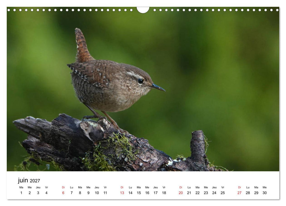 Oiseaux de nos villages en Gâtinais (CALVENDO Calendrier mensuel 2027)