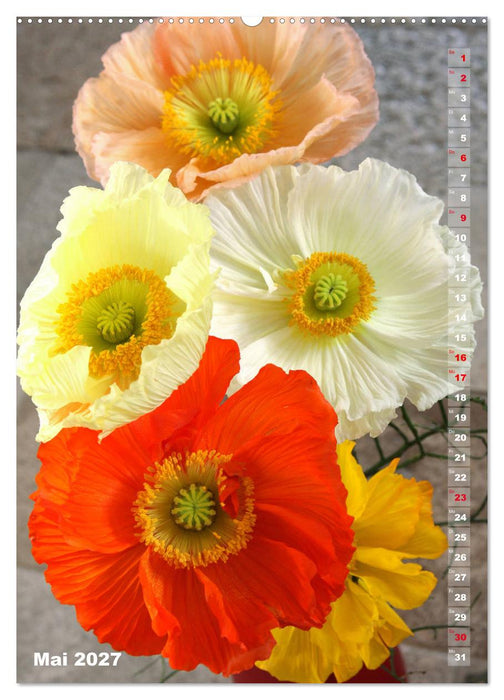 Mohn - Ein Blütentraum (CALVENDO Premium Wandkalender 2027)