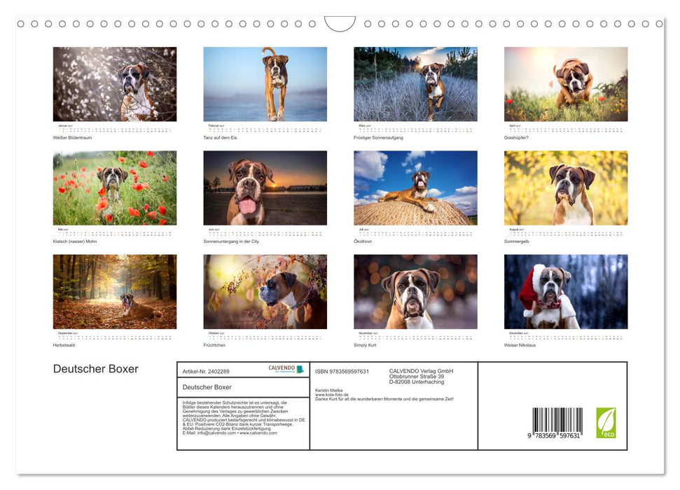 Deutscher Boxer (CALVENDO Wandkalender 2027)