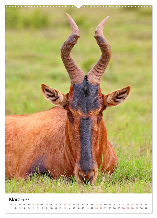 SÜDAFRIKA Wild-Tiere im Addo Elephant Park (CALVENDO Premium Wandkalender 2027)