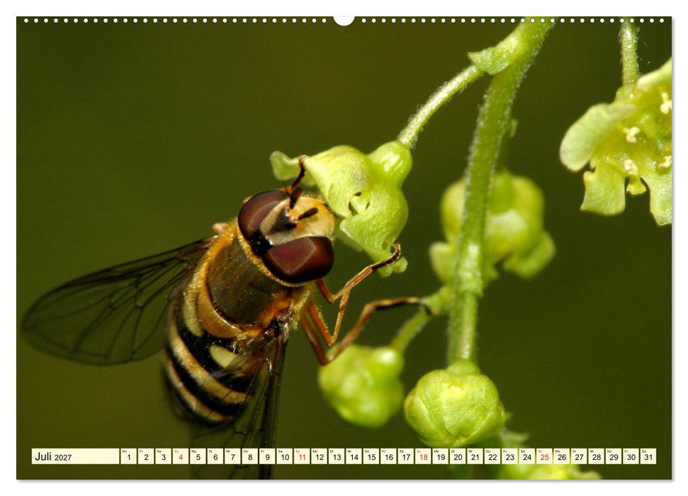 Farbenpracht der Insekten (CALVENDO Premium Wandkalender 2027)