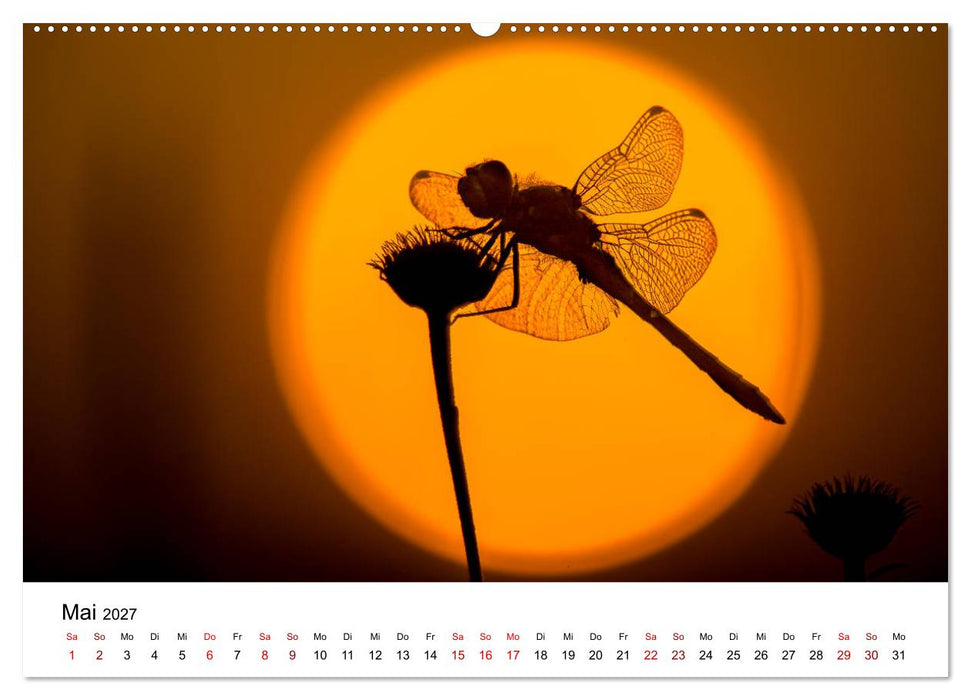 Oberbayerischer Insekten Kalender (CALVENDO Wandkalender 2027)
