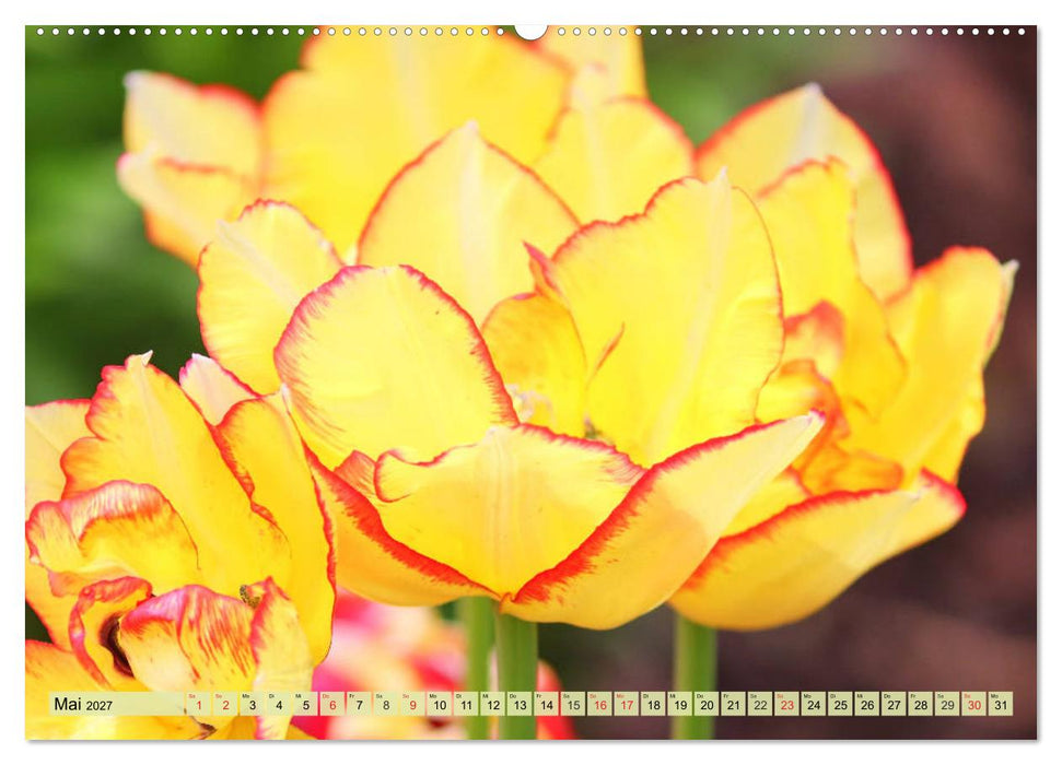 Tulpen. Zauberhafte Blütenpracht (CALVENDO Wandkalender 2027)
