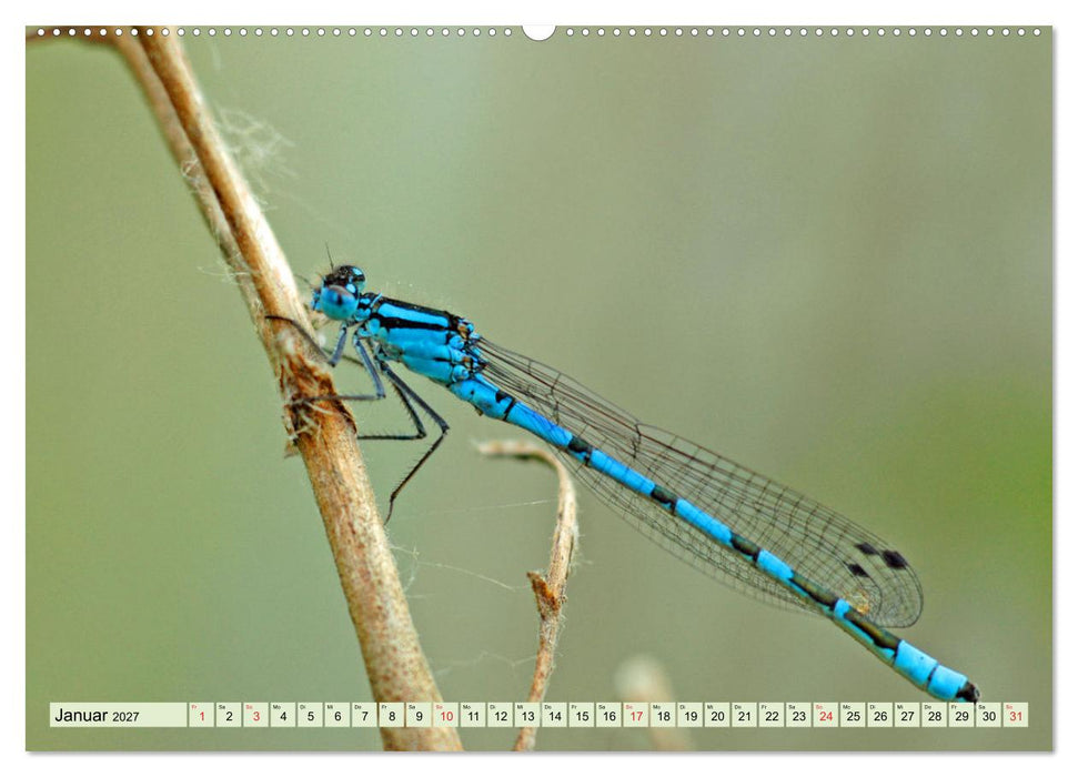 Farbenpracht der Insekten (CALVENDO Wandkalender 2027)