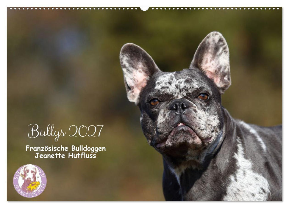 Bullys - Französische Bulldoggen 2027 (CALVENDO Wandkalender 2027)