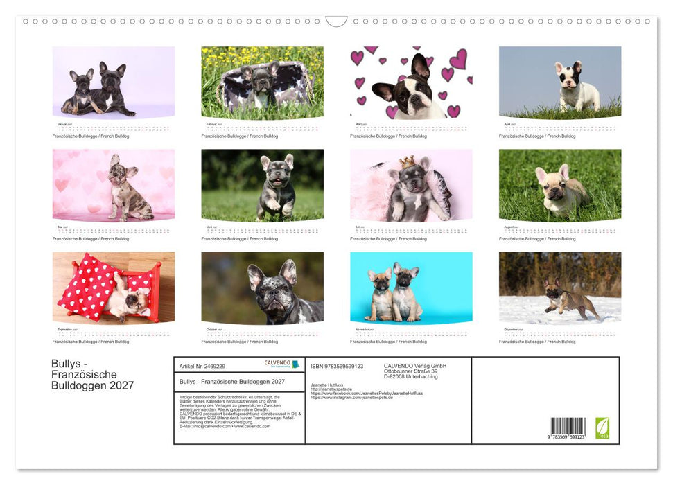 Bullys - Französische Bulldoggen 2027 (CALVENDO Wandkalender 2027)