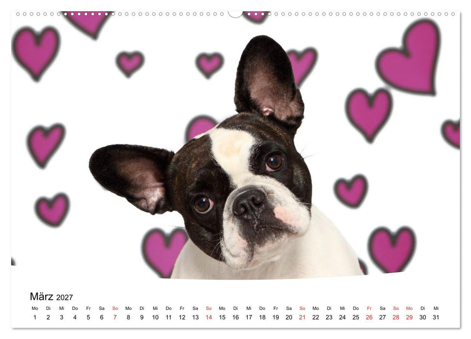 Bullys - Französische Bulldoggen 2027 (CALVENDO Wandkalender 2027)