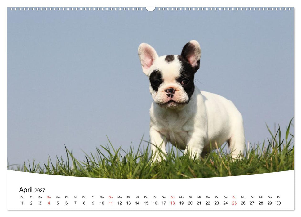 Bullys - Französische Bulldoggen 2027 (CALVENDO Wandkalender 2027)