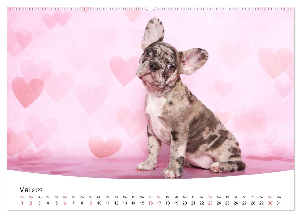 Bullys - Französische Bulldoggen 2027 (CALVENDO Wandkalender 2027)