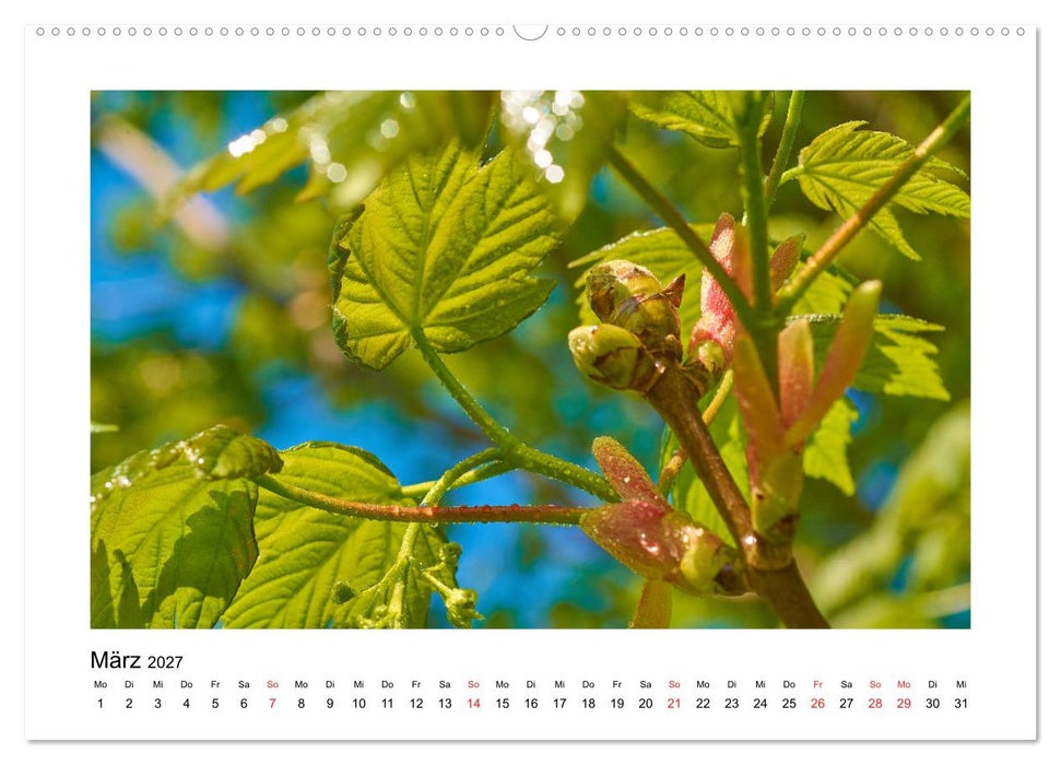 Der Wald im Laufe des Jahres (CALVENDO Wandkalender 2027)