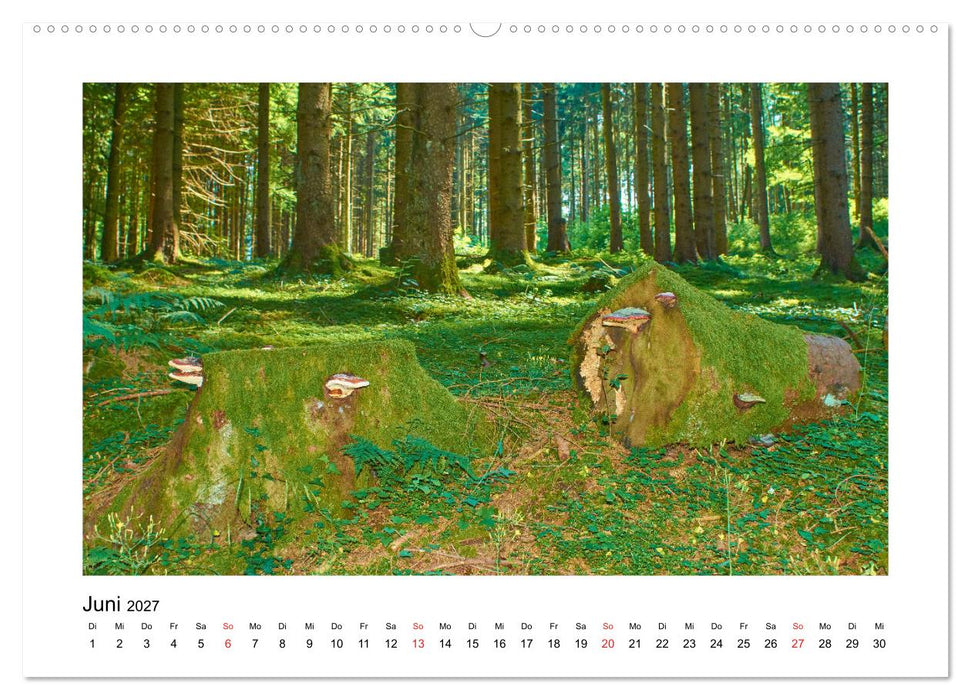 Der Wald im Laufe des Jahres (CALVENDO Wandkalender 2027)