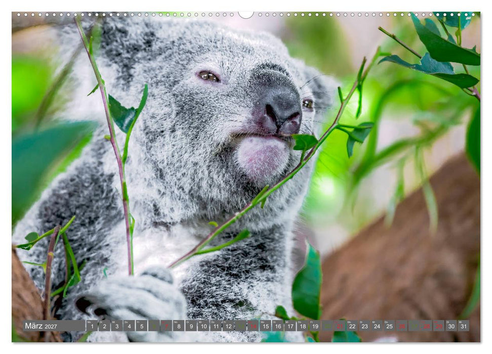 Koalas - Kuscheliges Symbol Australiens (CALVENDO Premium Wandkalender 2027)