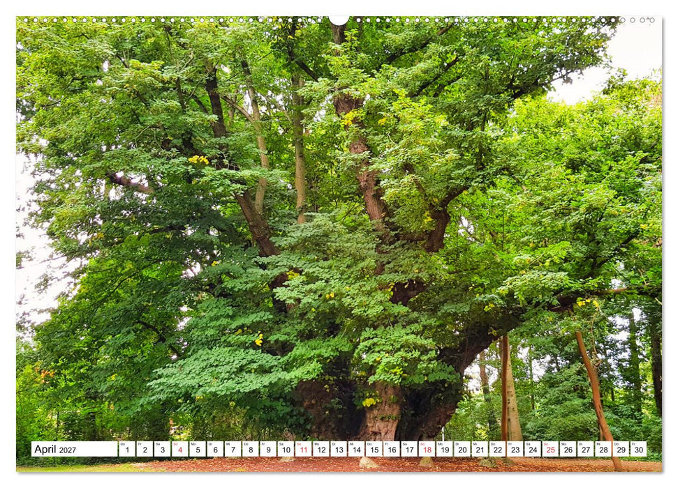 Samtgemeinde Dörpen im Emsland (CALVENDO Wandkalender 2027)