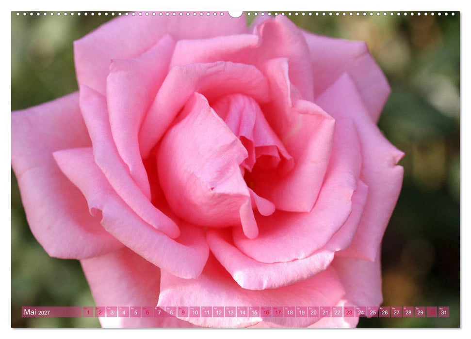 Romantische Rosenträume (CALVENDO Premium Wandkalender 2027)