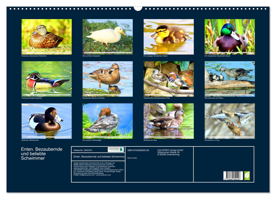 Enten. Bezaubernde und beliebte Schwimmer (CALVENDO Wandkalender 2027)