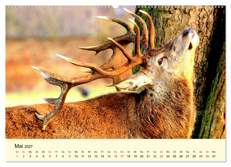 Scheue Wildtiere in heimischen Wäldern und Bergen (CALVENDO Wandkalender 2027)