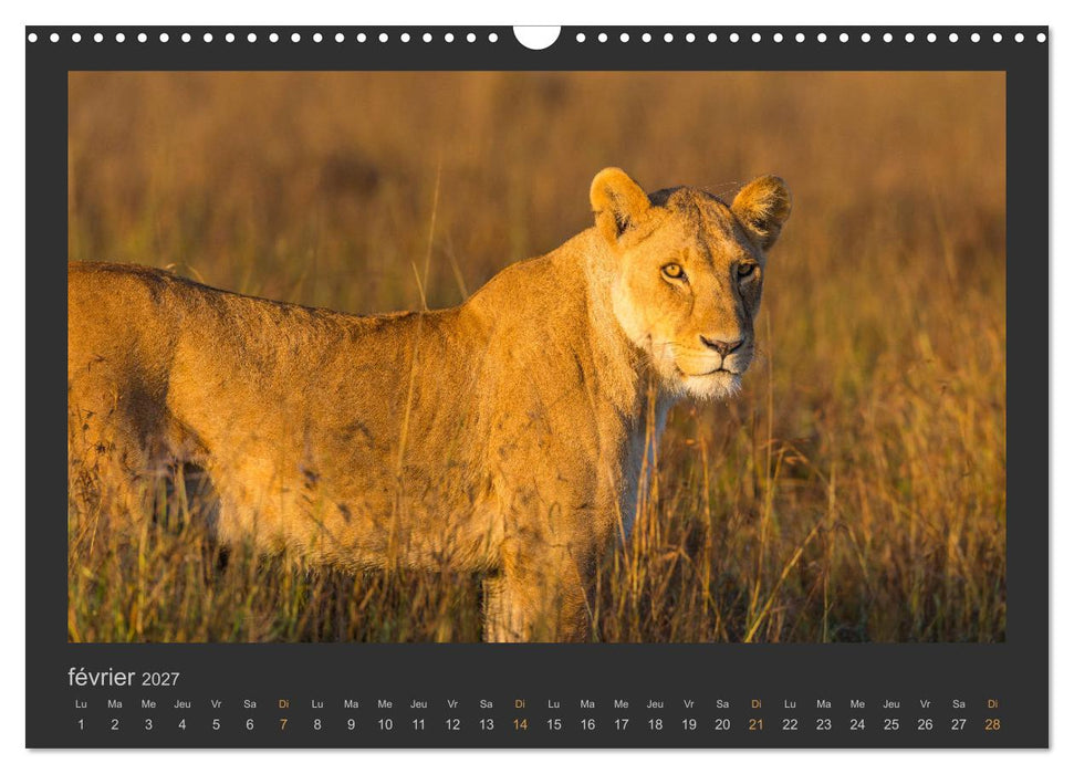 Lions – Photographies de la faune (CALVENDO Calendrier mensuel 2027)