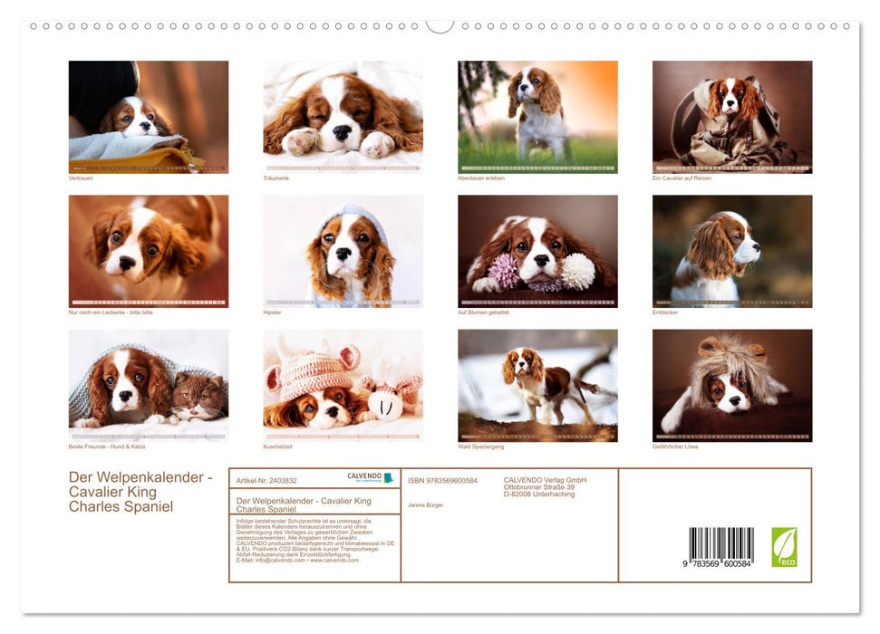 Der Welpenkalender - Cavalier King Charles Spaniel (CALVENDO Premium Wandkalender 2027)
