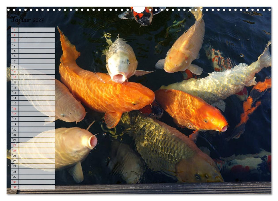 Koikichi Kalender 2027 (CALVENDO Wandkalender 2027)