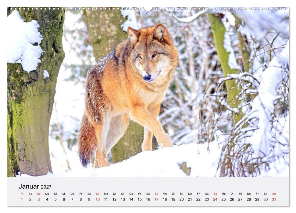 Wölfe. Ein Herz für Isegrim! (CALVENDO Wandkalender 2027)