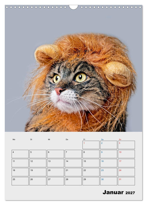Crazy Catz. (CALVENDO Wandkalender 2027)