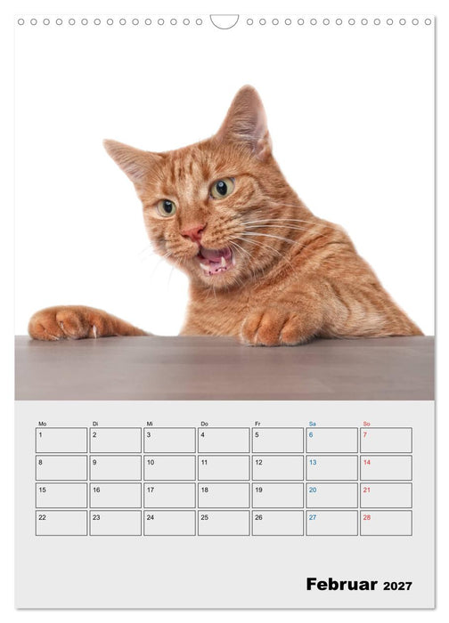 Crazy Catz. (CALVENDO Wandkalender 2027)