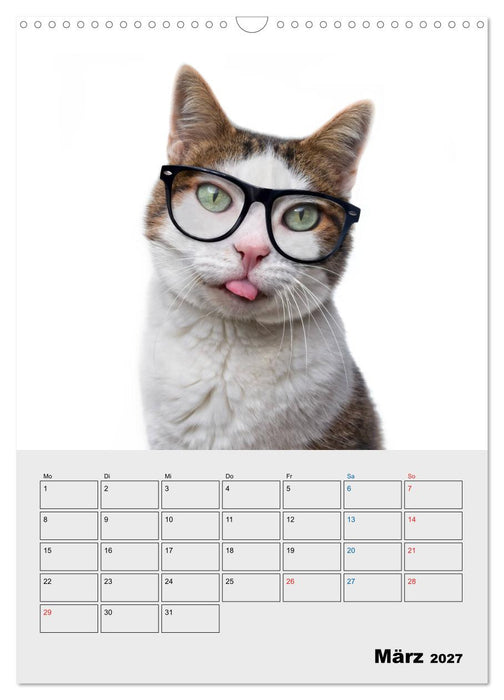 Crazy Catz. (CALVENDO Wandkalender 2027)