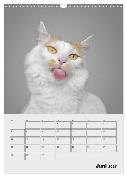 Crazy Catz. (CALVENDO Wandkalender 2027)