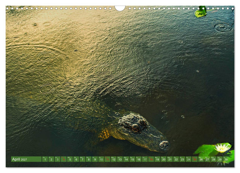 Florida – sunny beaches and mysterious swamps (CALVENDO Monthly Calendar 2027)