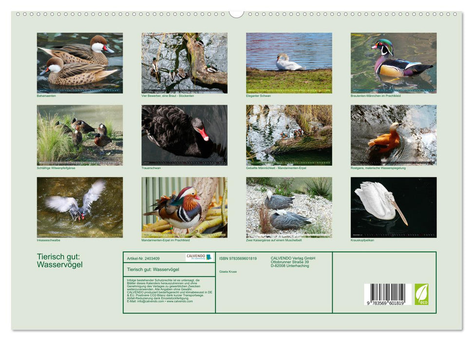 Tierisch gut: Wasservögel (CALVENDO Premium Wandkalender 2027)
