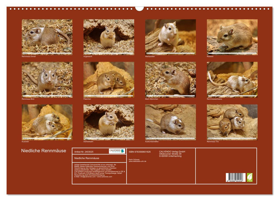 Niedliche Rennmäuse (CALVENDO Wandkalender 2027)